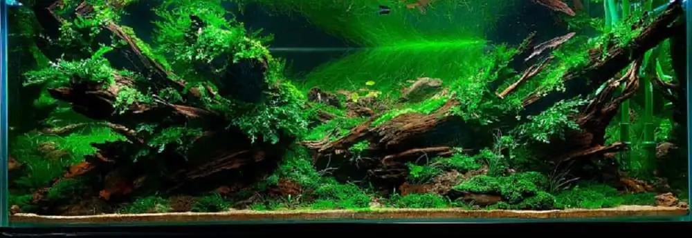 Step by step progression IAPLC 2020 Rank 3 - Pure 