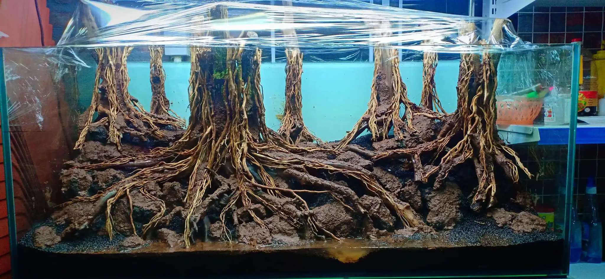 Step by step progression IAPLC 2020 Rank 330 - Đại Việt