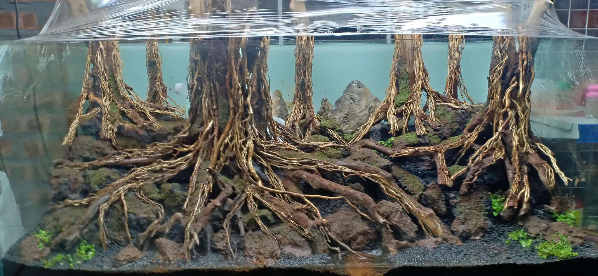 Step by step progression IAPLC 2020 Rank 330 - Đại Việt