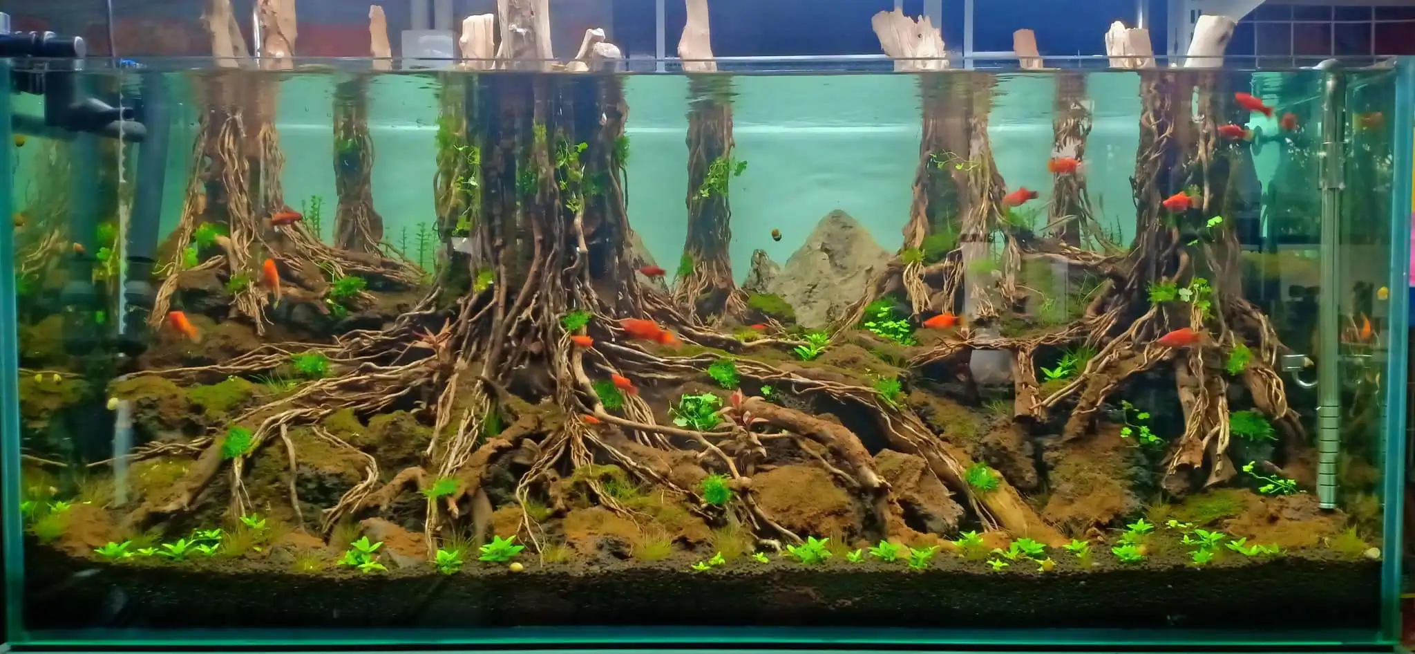 Step by step progression IAPLC 2020 Rank 330 - Đại Việt