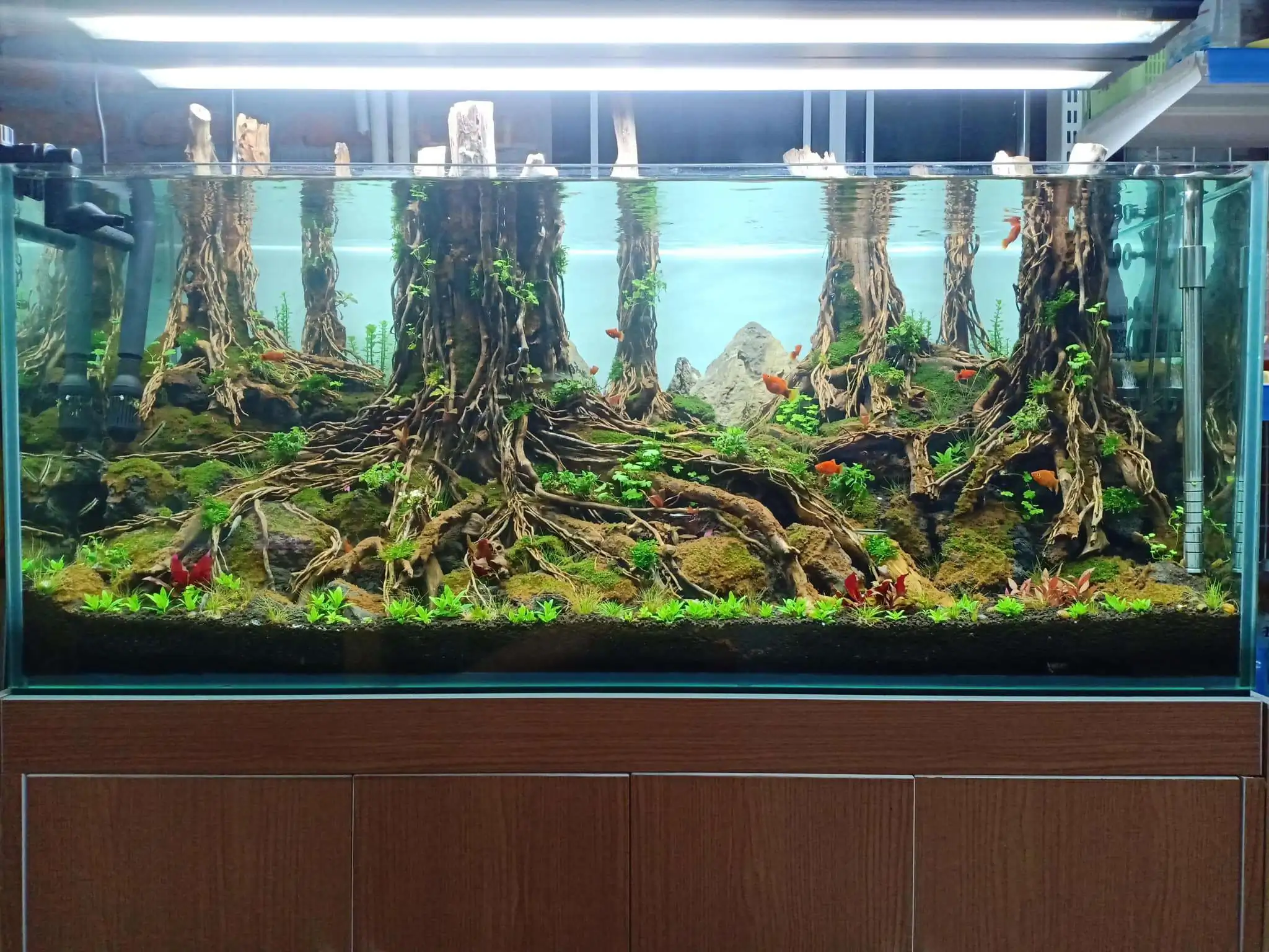 Step by step progression IAPLC 2020 Rank 330 - Đại Việt