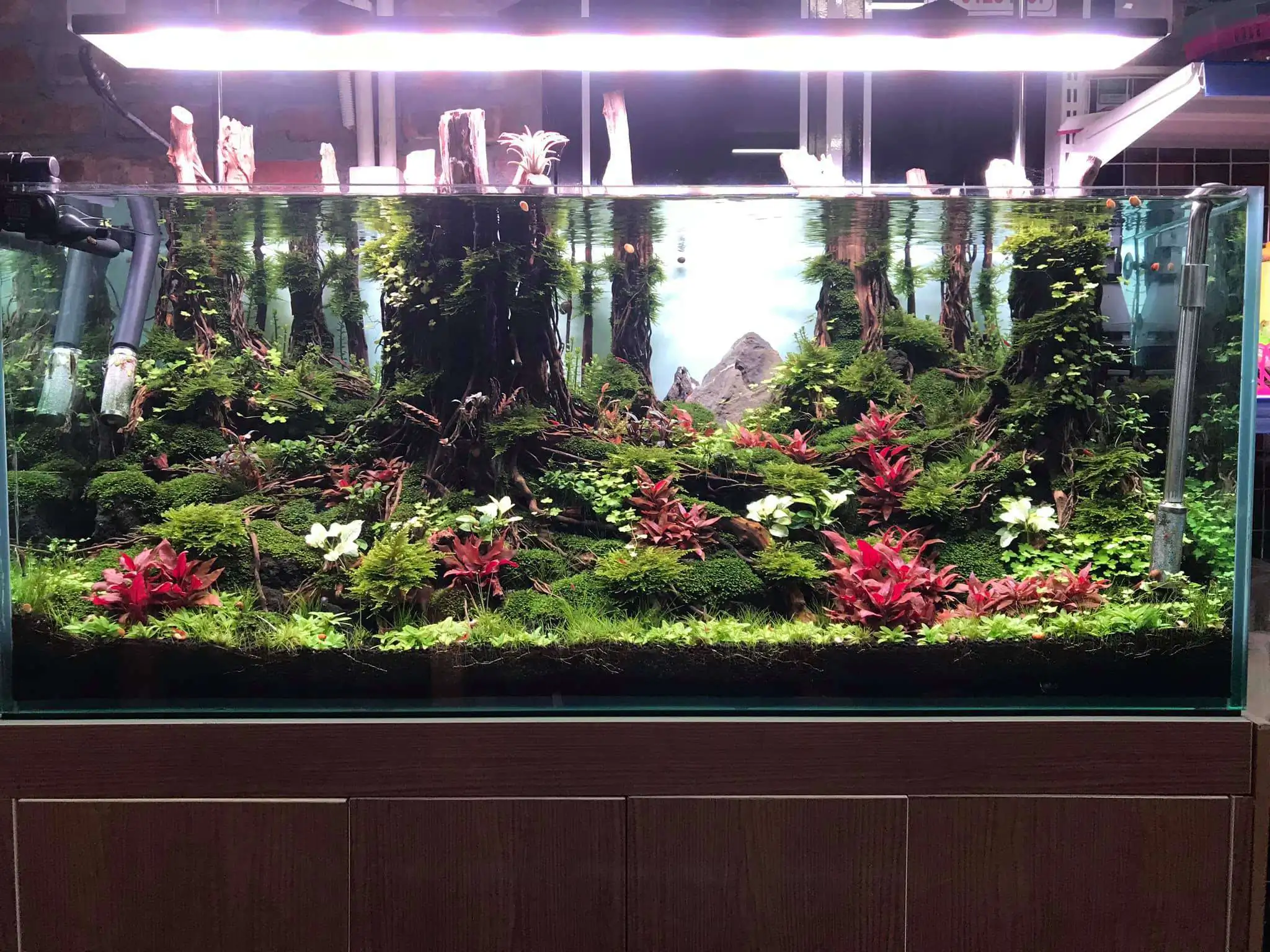 Step by step progression IAPLC 2020 Rank 330 - Đại Việt