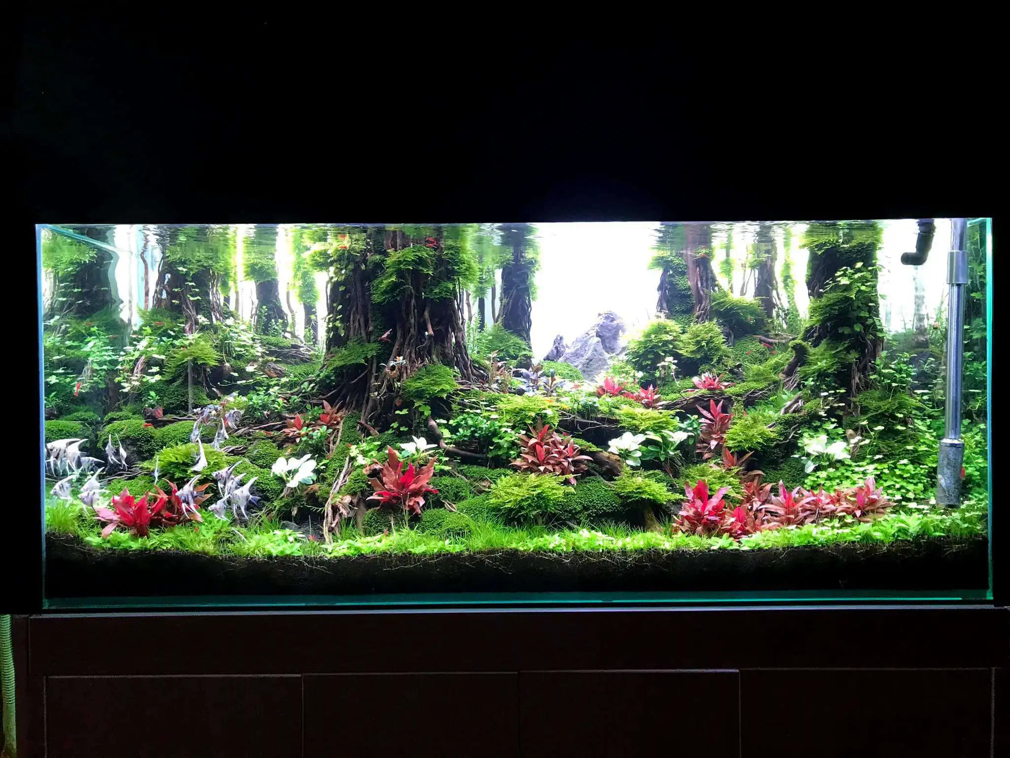 Step by step progression IAPLC 2020 Rank 330 - Đại Việt