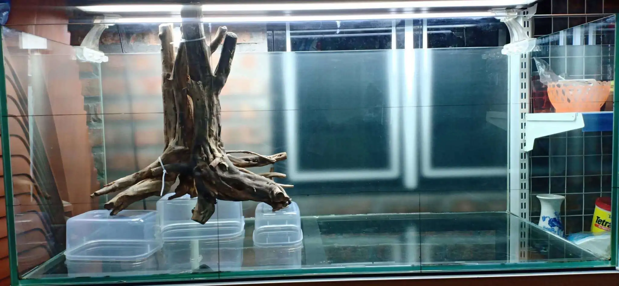 Step by step progression IAPLC 2020 Rank 330 - Đại Việt