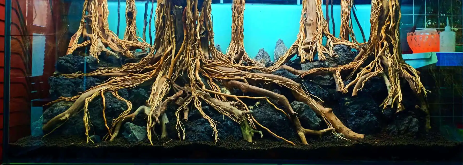 Step by step progression IAPLC 2020 Rank 330 - Đại Việt