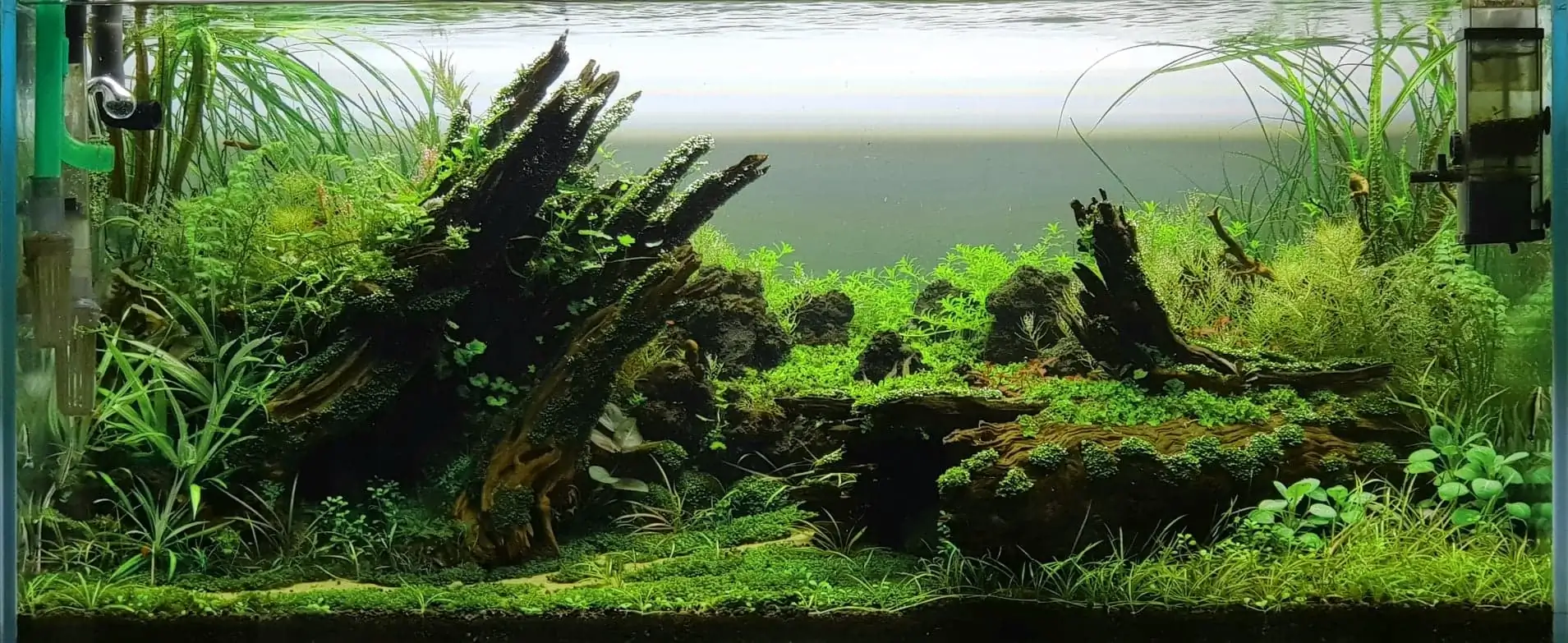 How to make nature aquarium - IAPLC 2020 Rank 351 - The eternal breath How to make nature aquarium - IAPLC 2020 Rank 351 - The eternal breath