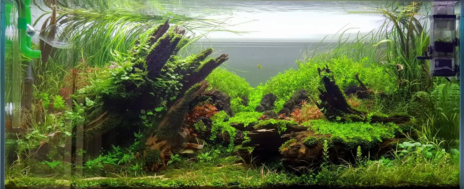 How to make nature aquarium - IAPLC 2020 Rank 351 - The eternal breath How to make nature aquarium - IAPLC 2020 Rank 351 - The eternal breath