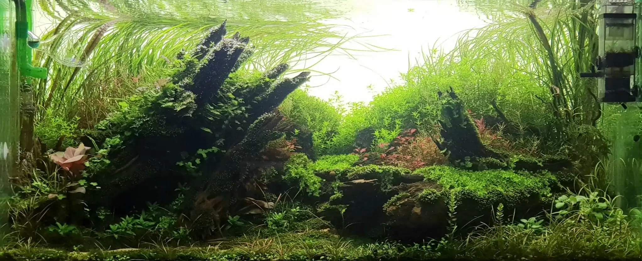 How to make nature aquarium - IAPLC 2020 Rank 351 - The eternal breath How to make nature aquarium - IAPLC 2020 Rank 351 - The eternal breath