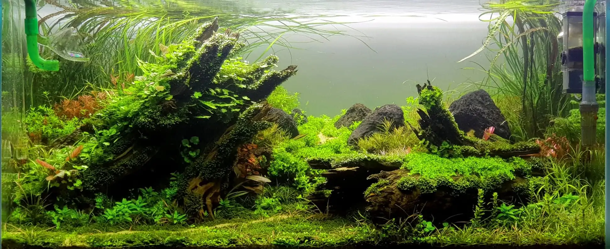 How to make nature aquarium - IAPLC 2020 Rank 351 - The eternal breath How to make nature aquarium - IAPLC 2020 Rank 351 - The eternal breath