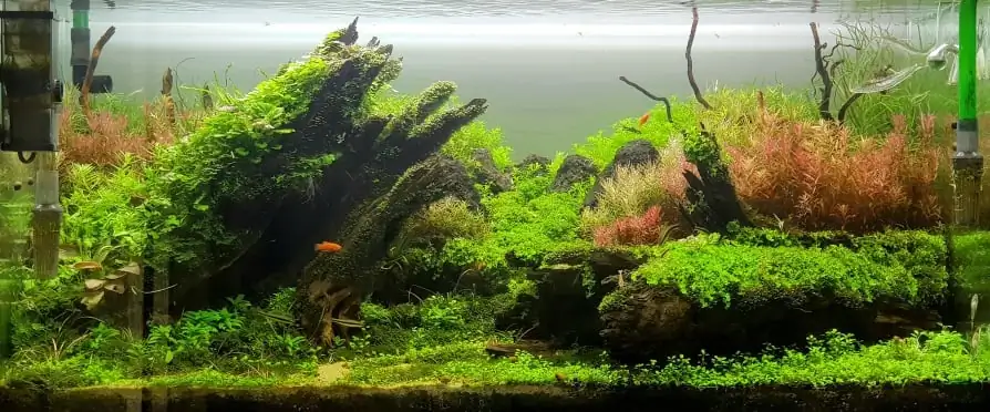 How to make nature aquarium - IAPLC 2020 Rank 351 - The eternal breath How to make nature aquarium - IAPLC 2020 Rank 351 - The eternal breath