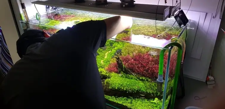 How to make nature aquarium - IAPLC 2020 Rank 351 - The eternal breath How to make nature aquarium - IAPLC 2020 Rank 351 - The eternal breath