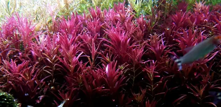 How to make nature aquarium - IAPLC 2020 Rank 351 - The eternal breath How to make nature aquarium - IAPLC 2020 Rank 351 - The eternal breath