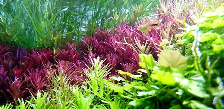 How to make nature aquarium - IAPLC 2020 Rank 351 - The eternal breath How to make nature aquarium - IAPLC 2020 Rank 351 - The eternal breath