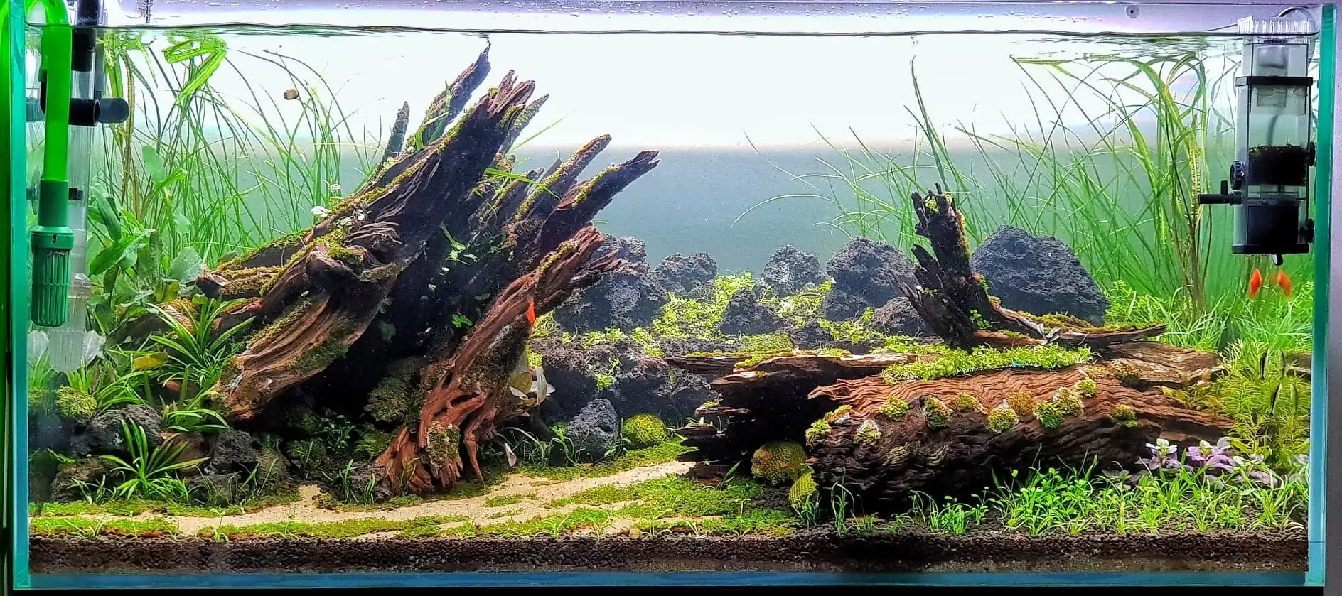 How to make nature aquarium - IAPLC 2020 Rank 351 - The eternal breath How to make nature aquarium - IAPLC 2020 Rank 351 - The eternal breath