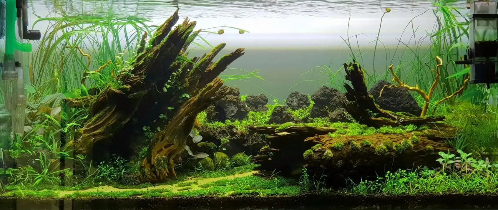 How to make nature aquarium - IAPLC 2020 Rank 351 - The eternal breath How to make nature aquarium - IAPLC 2020 Rank 351 - The eternal breath