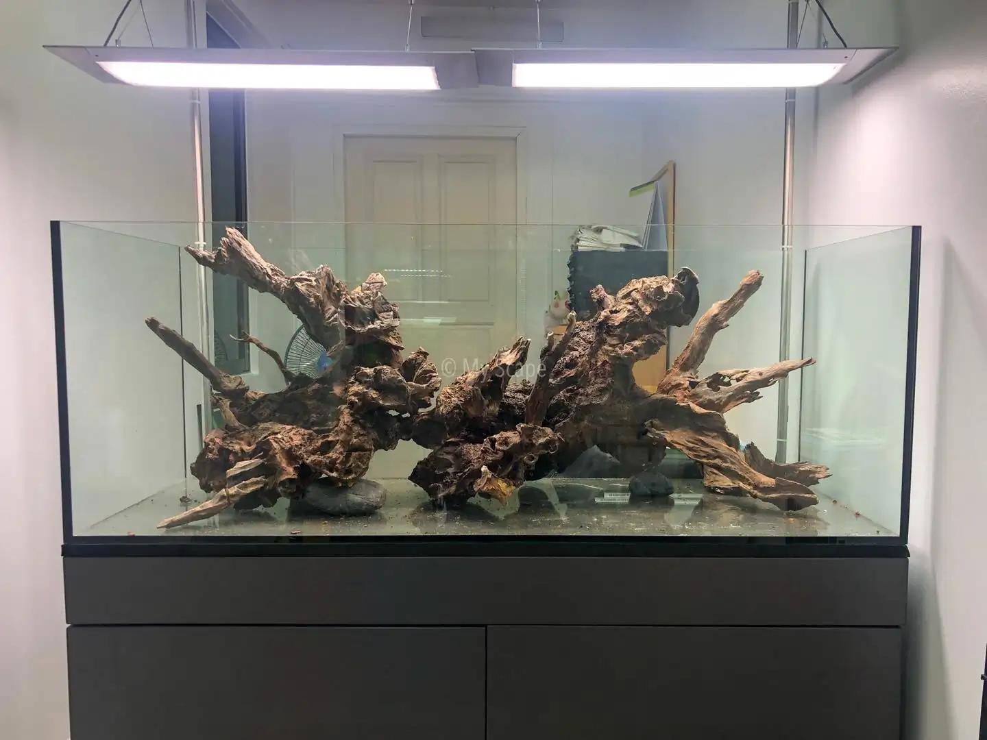 How to make an aquatic plant aquarium ranked 37th in the world - IAPLC 2020 - Phenomenal stream