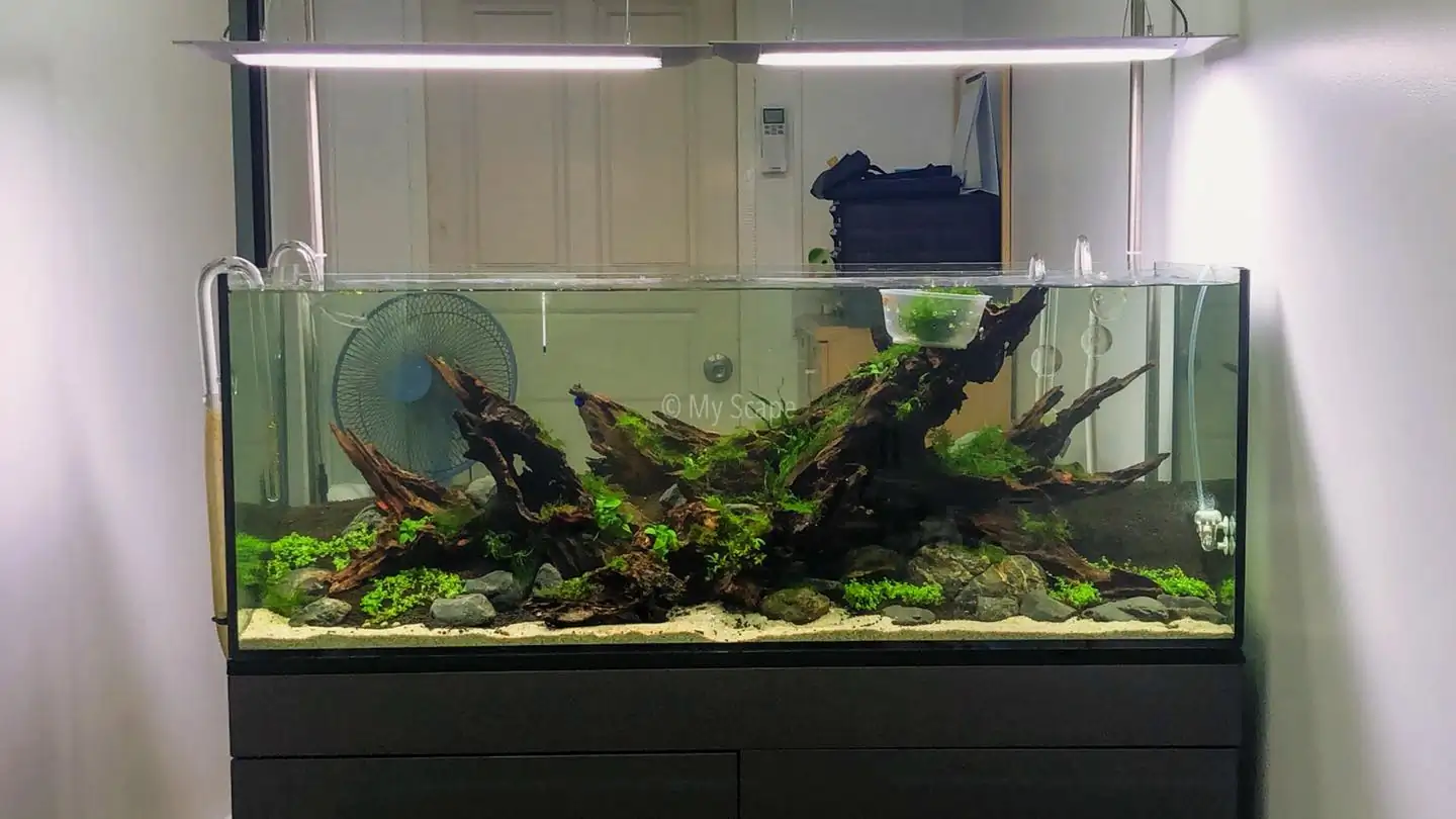 How to make an aquatic plant aquarium ranked 37th in the world - IAPLC 2020 - Phenomenal stream
