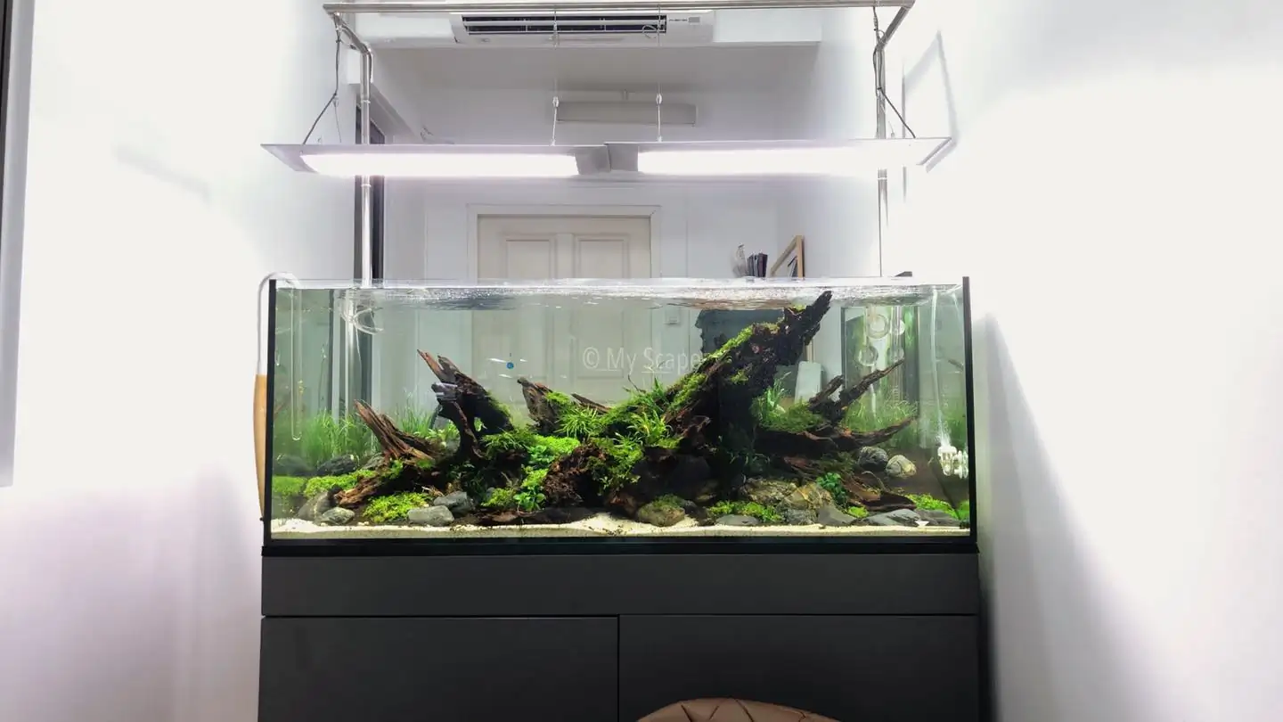 How to make an aquatic plant aquarium ranked 37th in the world - IAPLC 2020 - Phenomenal stream
