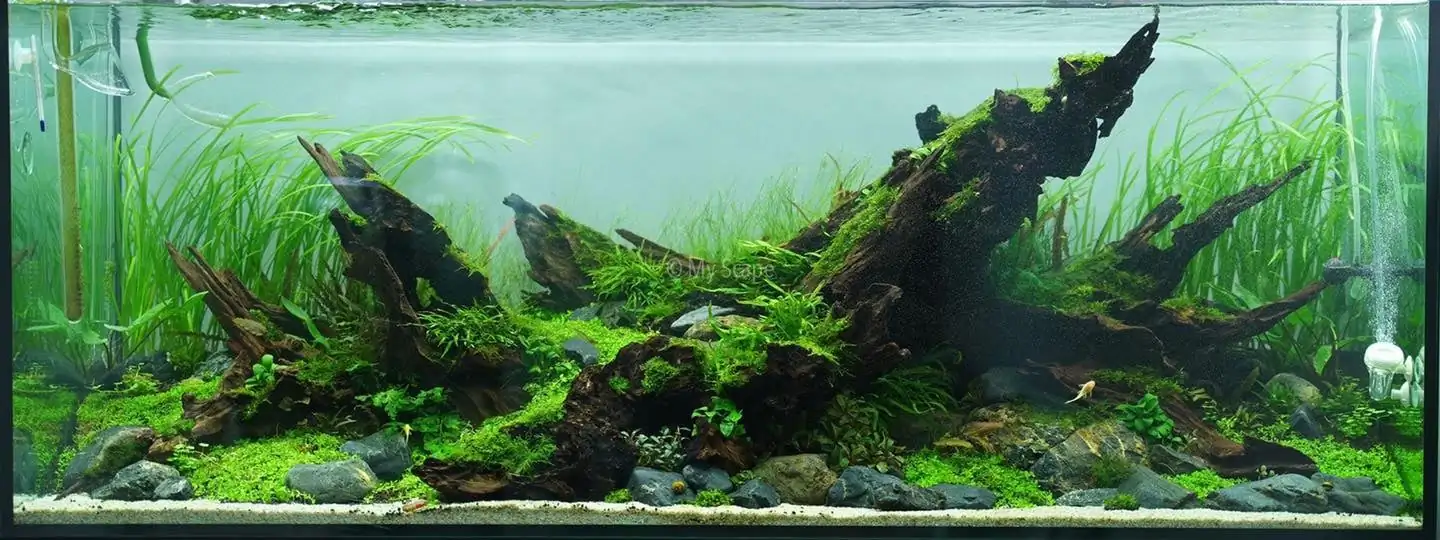 How to make an aquatic plant aquarium ranked 37th in the world - IAPLC 2020 - Phenomenal stream