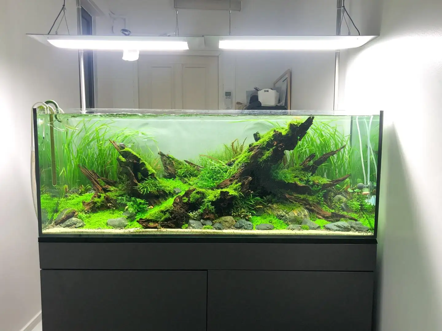 How to make an aquatic plant aquarium ranked 37th in the world - IAPLC 2020 - Phenomenal stream