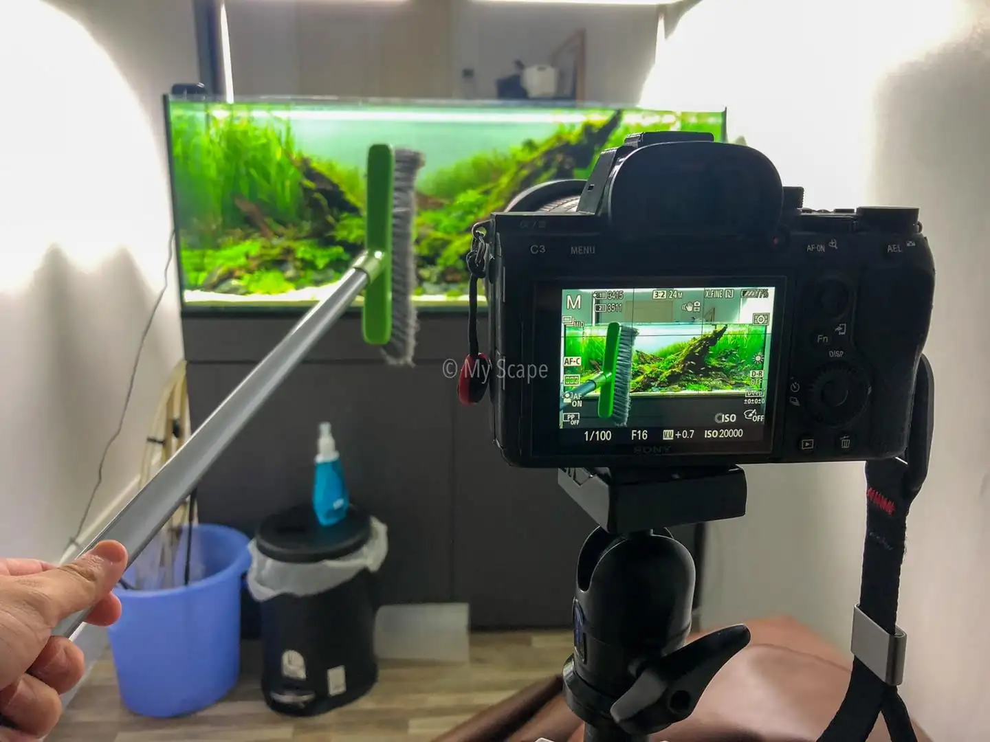 How to make an aquatic plant aquarium ranked 37th in the world - IAPLC 2020 - Phenomenal stream