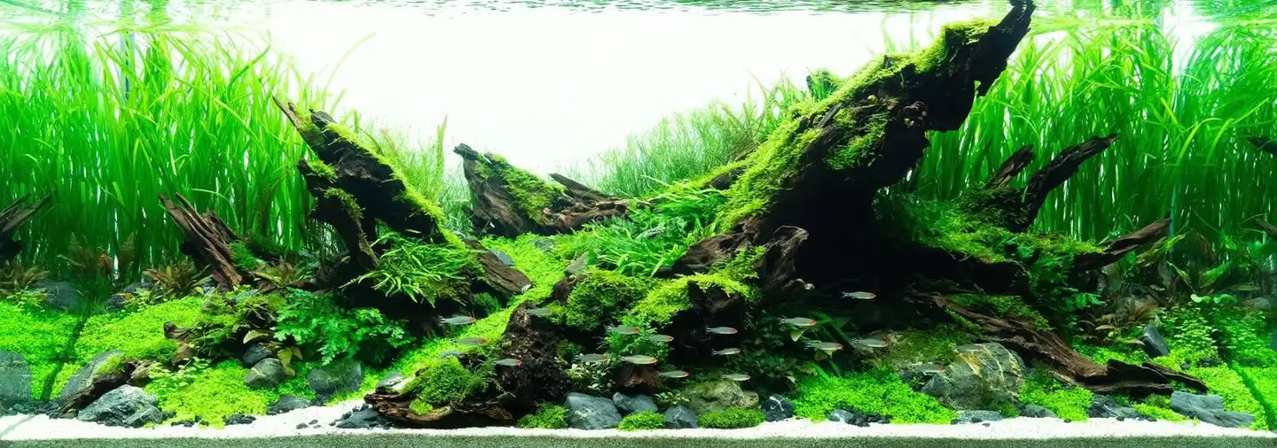How to make a nature aquarium ranked 37th in the world - IAPLC 2020 - Phenomenal stream
