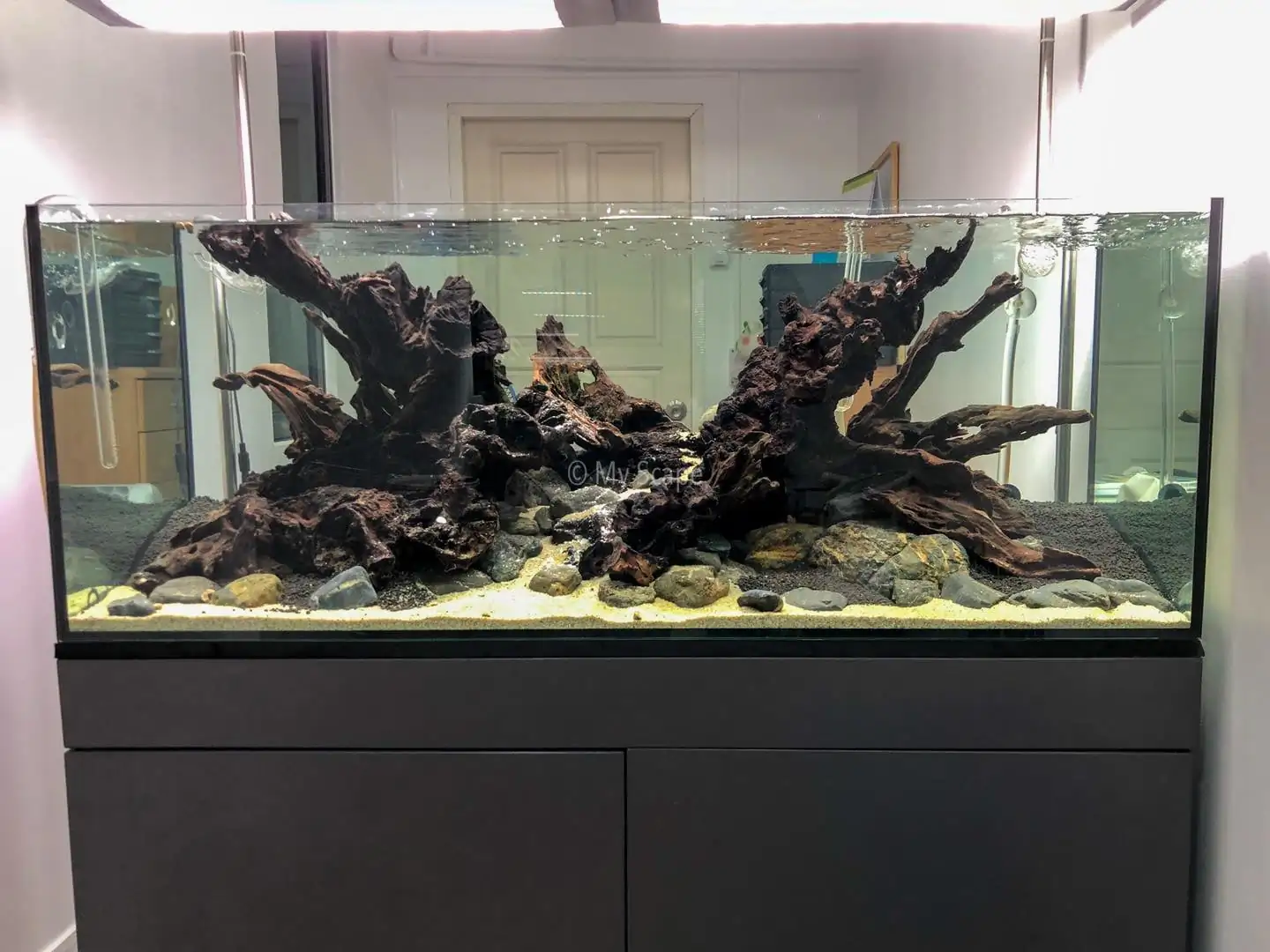 How to make an aquatic plant aquarium ranked 37th in the world - IAPLC 2020 - Phenomenal stream