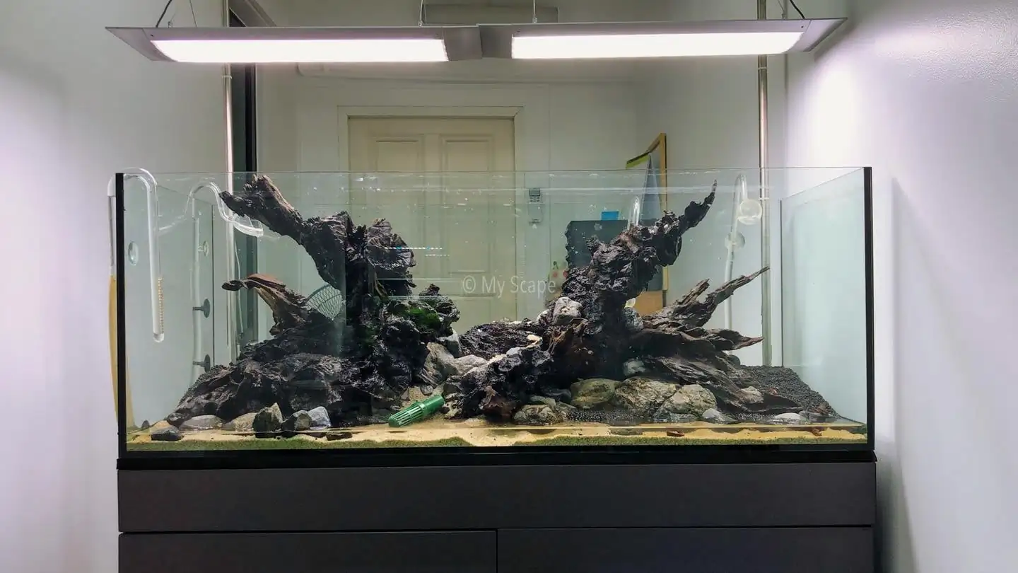 How to make an aquatic plant aquarium ranked 37th in the world - IAPLC 2020 - Phenomenal stream