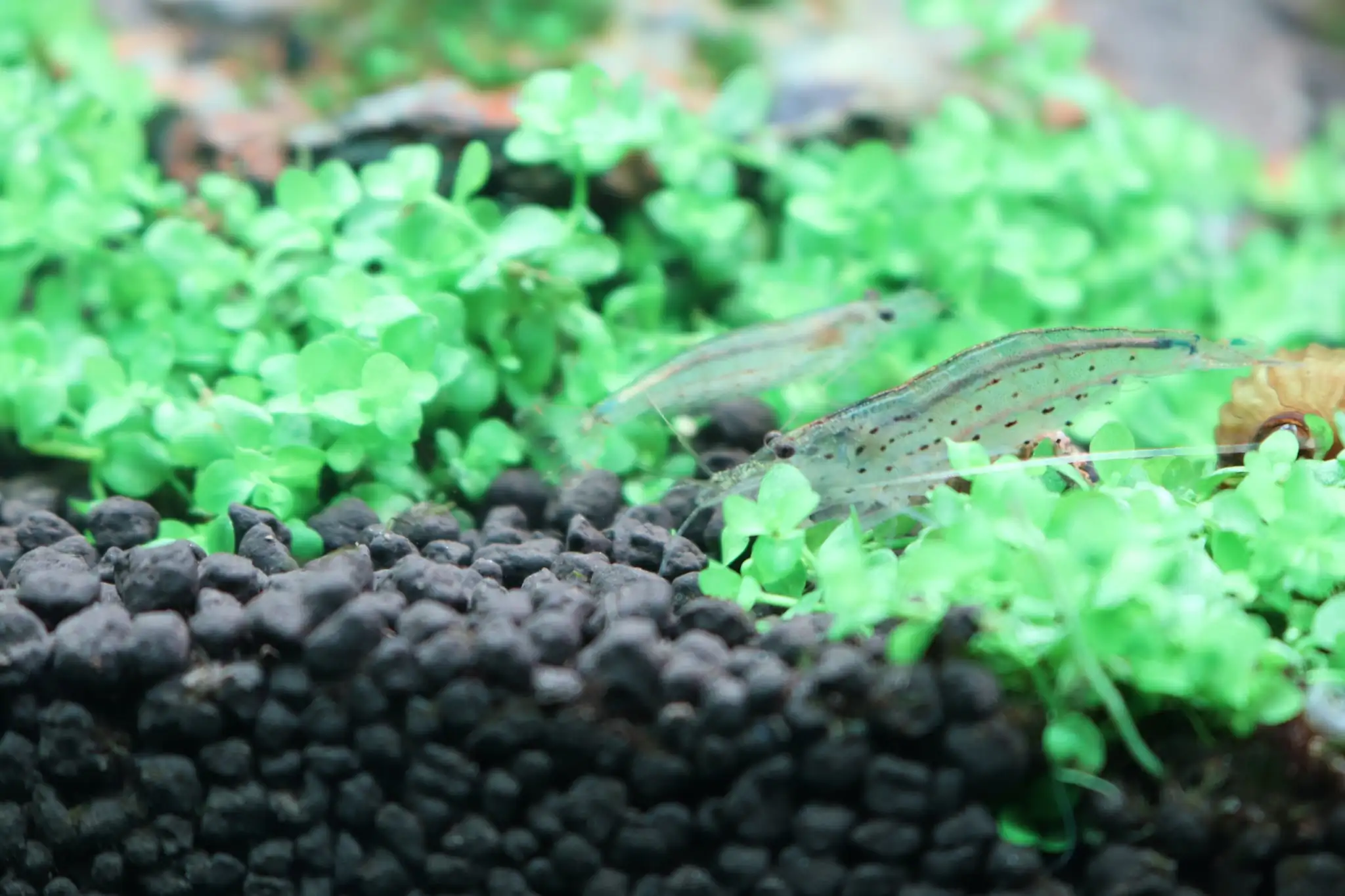 How to make diorama aquarium - Mini Infinity