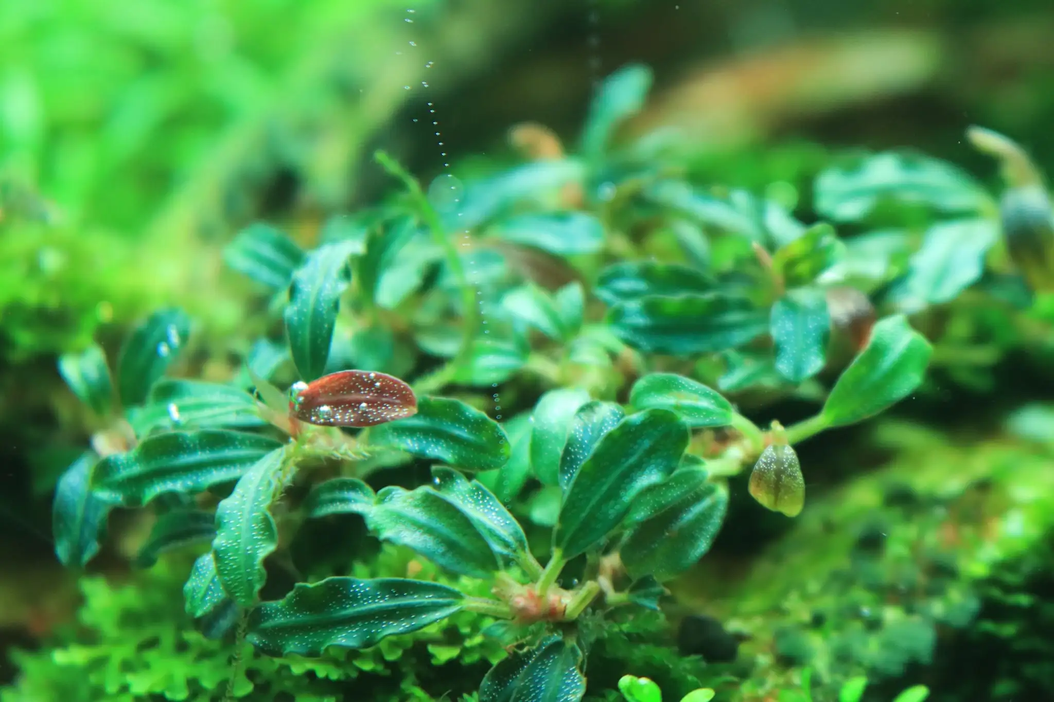 How to make diorama aquarium - Mini Infinity