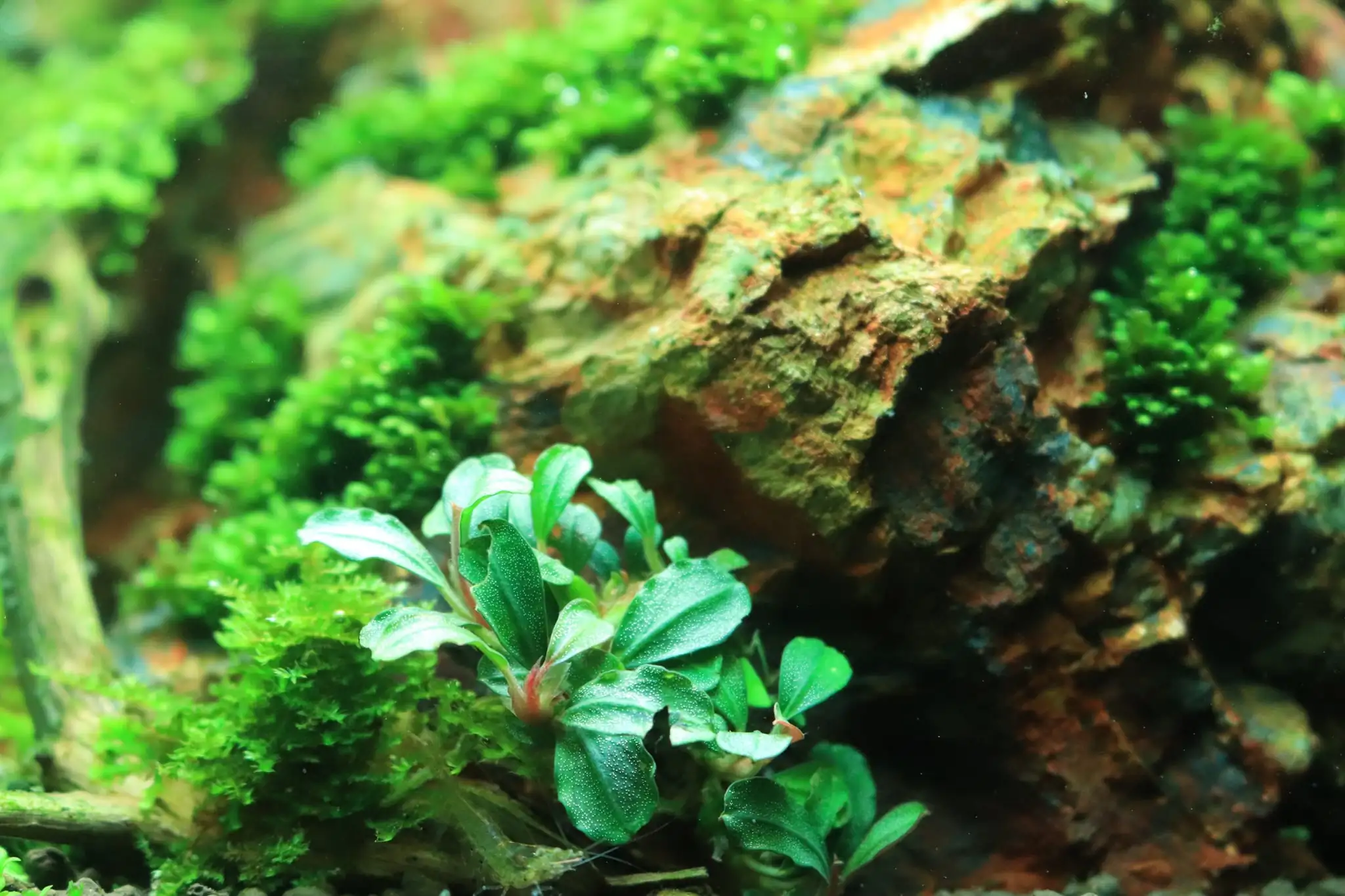 How to make diorama aquarium - Mini Infinity