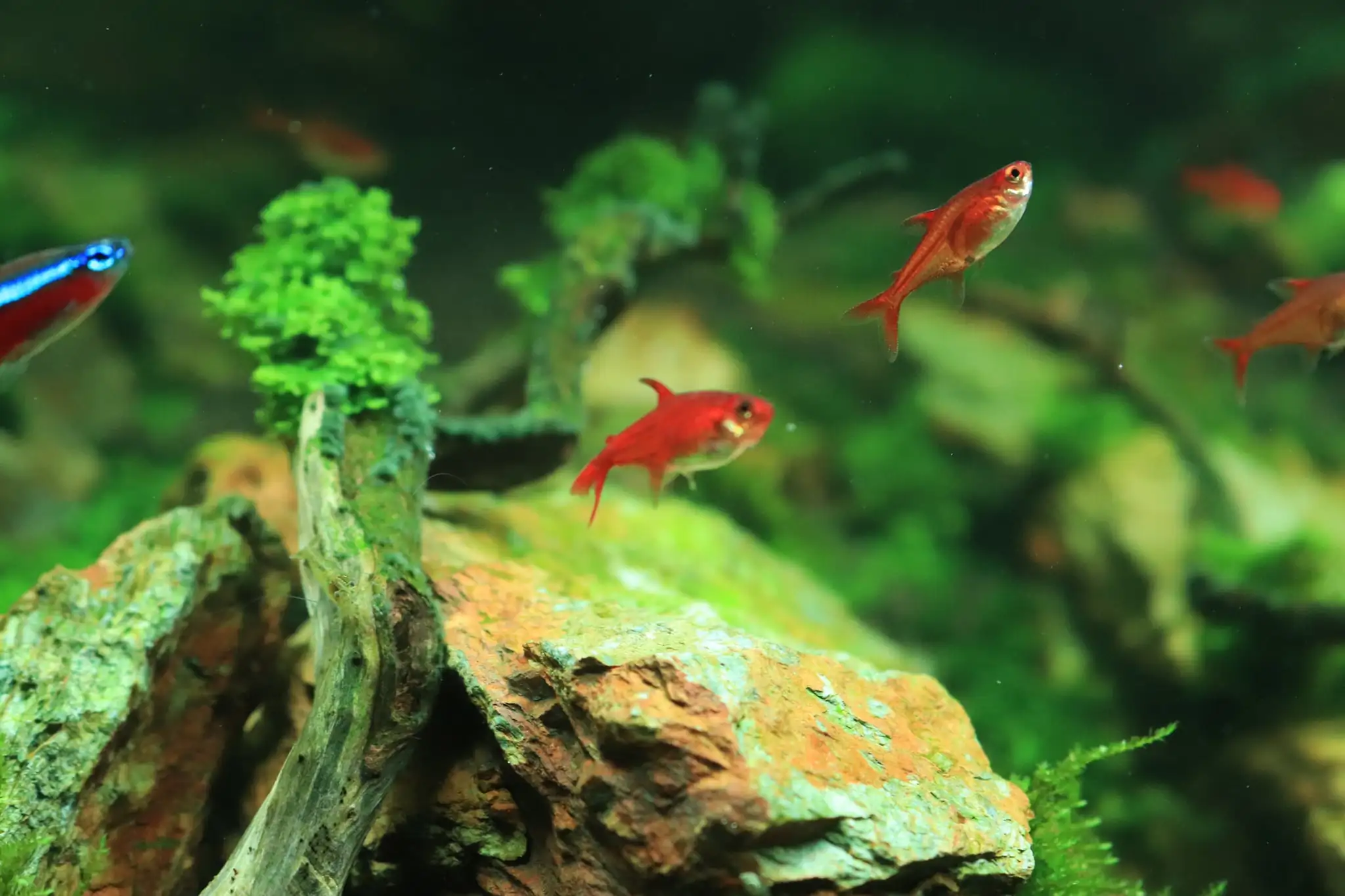How to make diorama aquarium - Mini Infinity