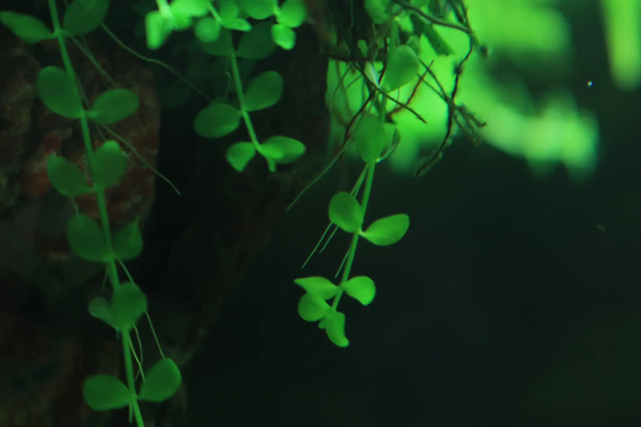 How to make diorama aquarium - Mini Infinity
