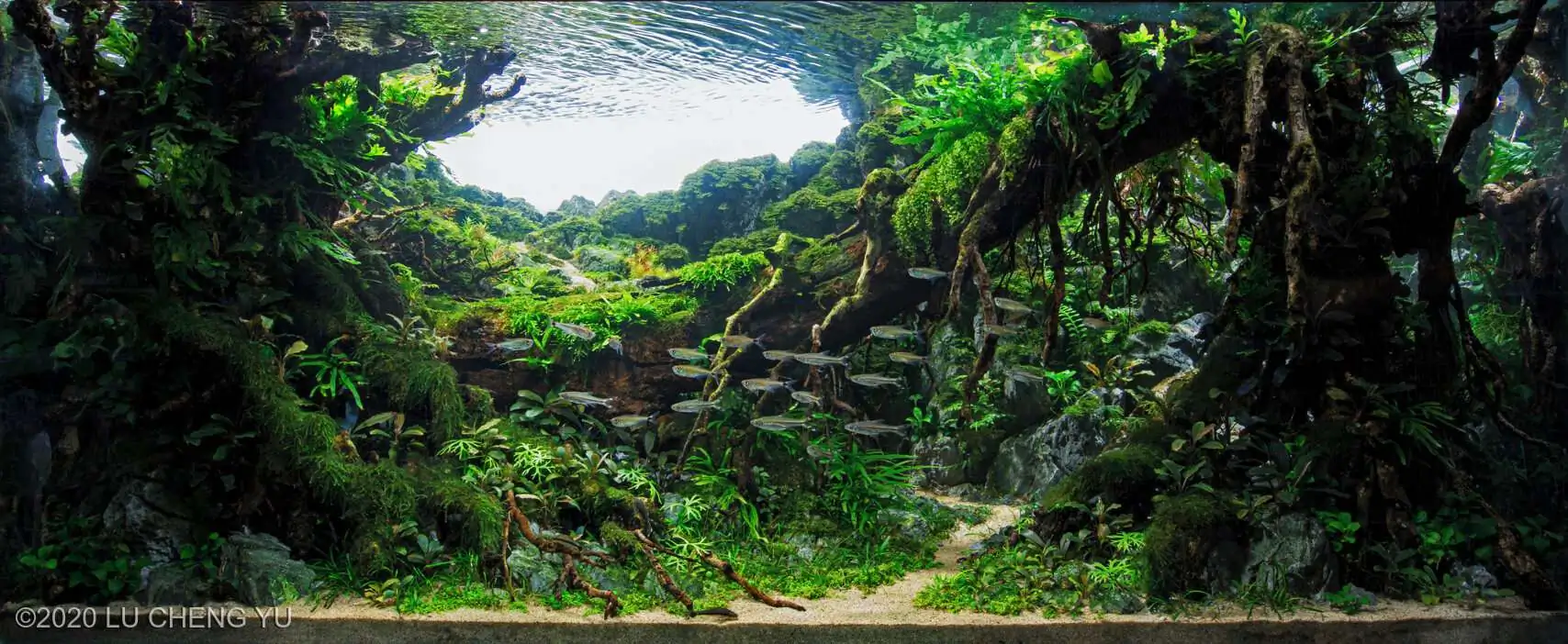 Step by step progression IAPLC 2020 Rank 6 - Traverse