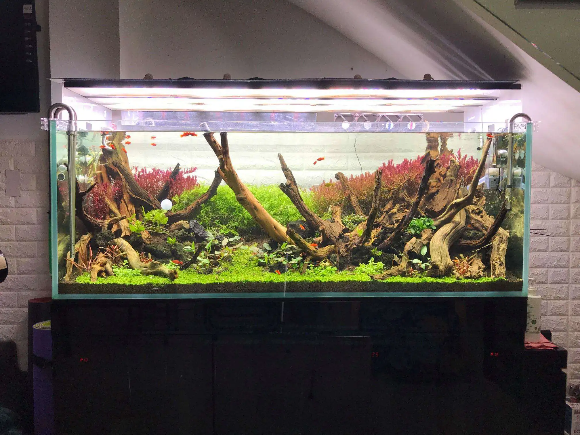 Step by step progression IAPLC 2020 Rank 62 - Embrace the sun