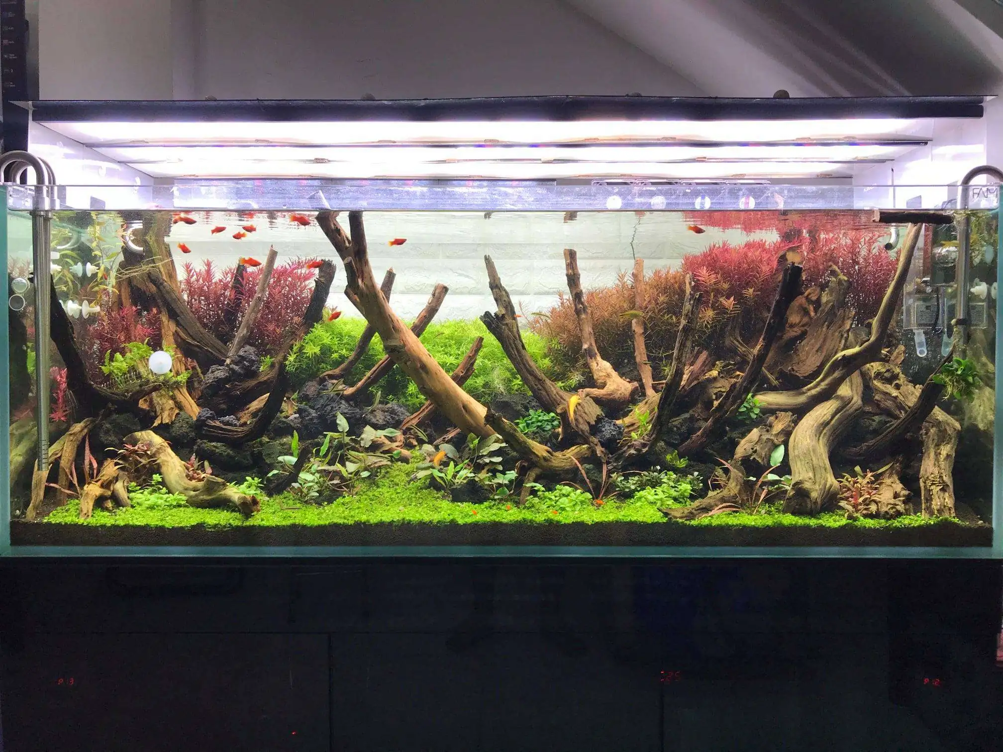 Step by step progression IAPLC 2020 Rank 62 - Embrace the sun