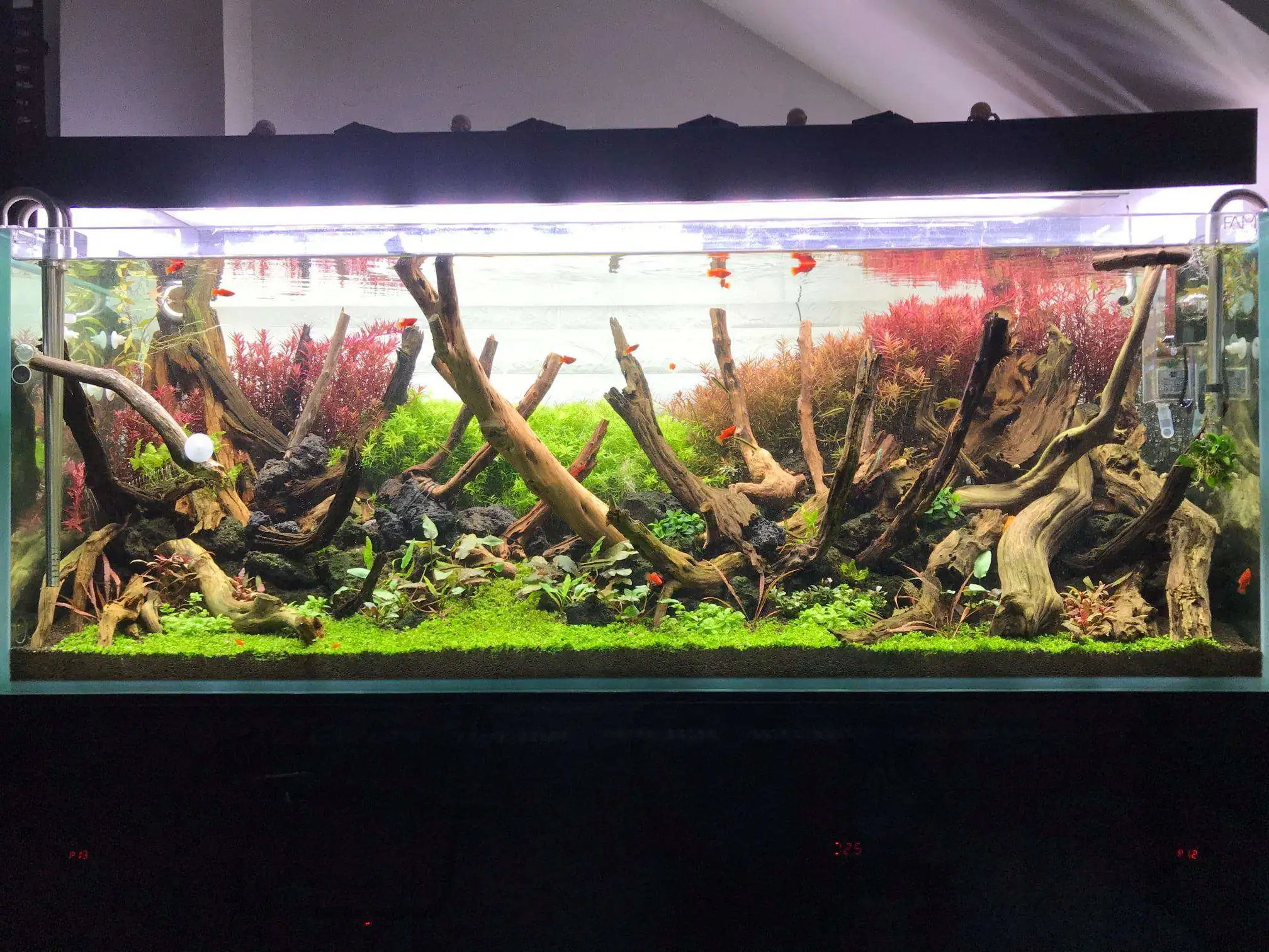 Step by step progression IAPLC 2020 Rank 62 - Embrace the sun