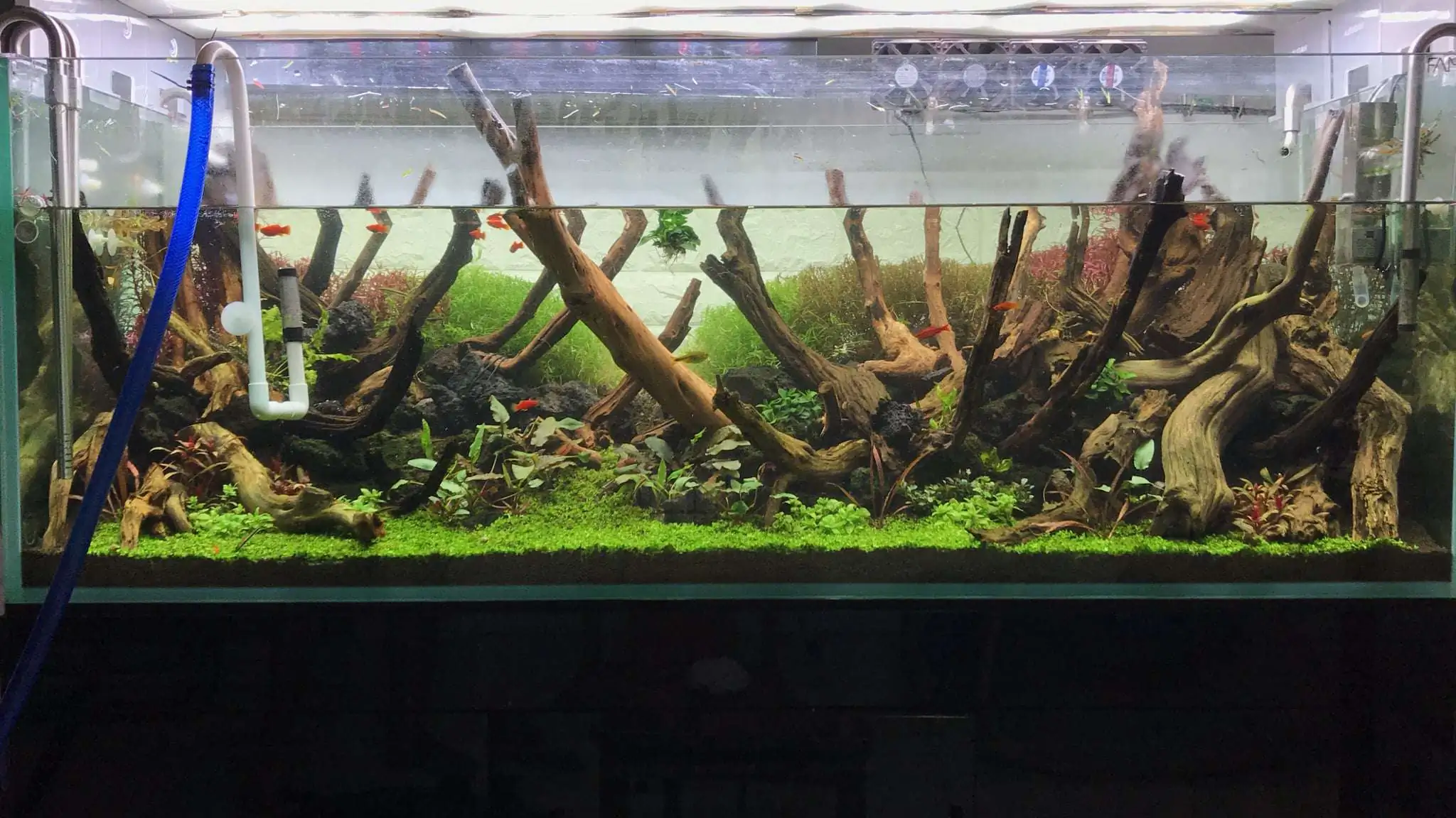 Step by step progression IAPLC 2020 Rank 62 - Embrace the sun