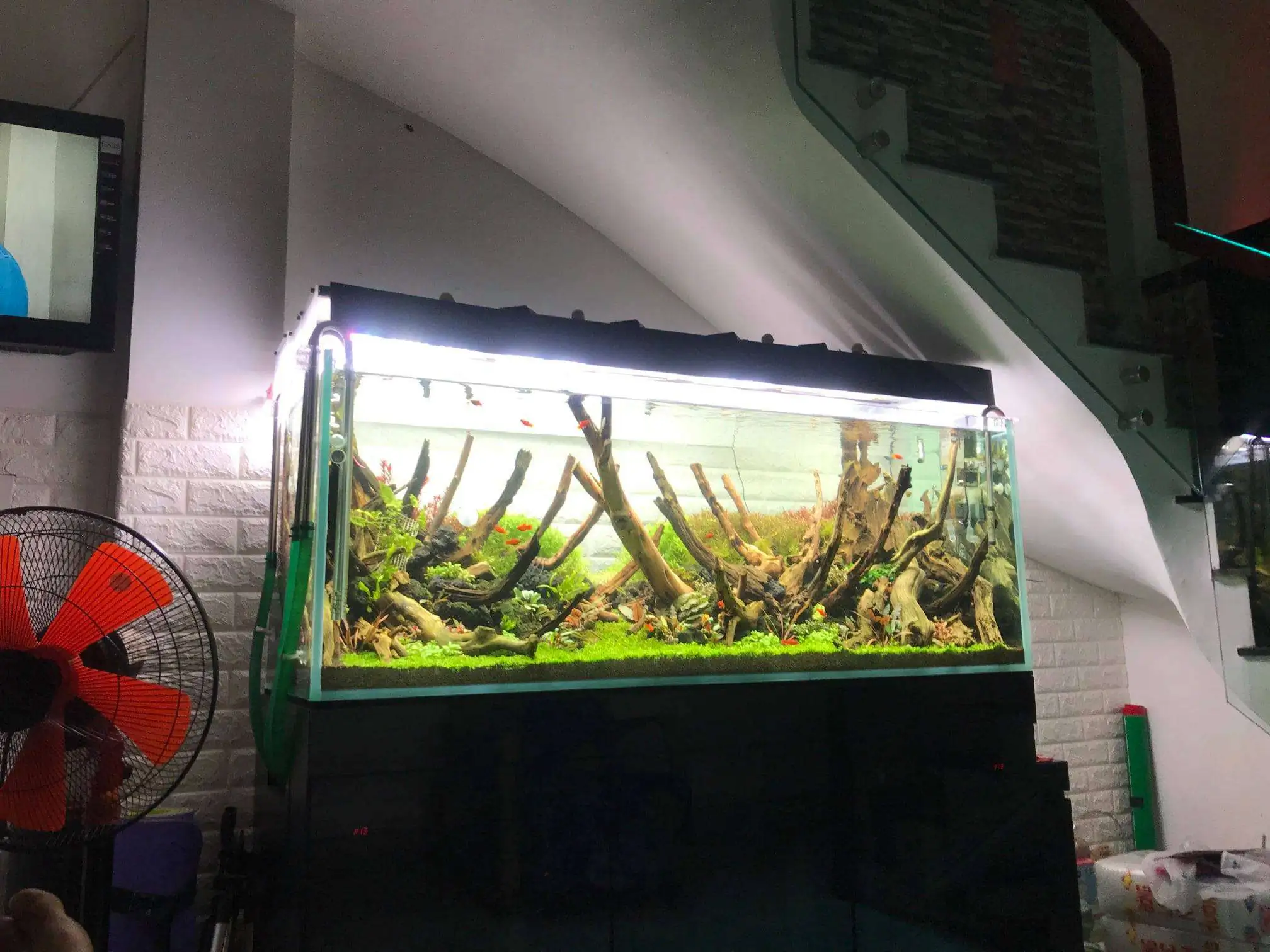 Step by step progression IAPLC 2020 Rank 62 - Embrace the sun