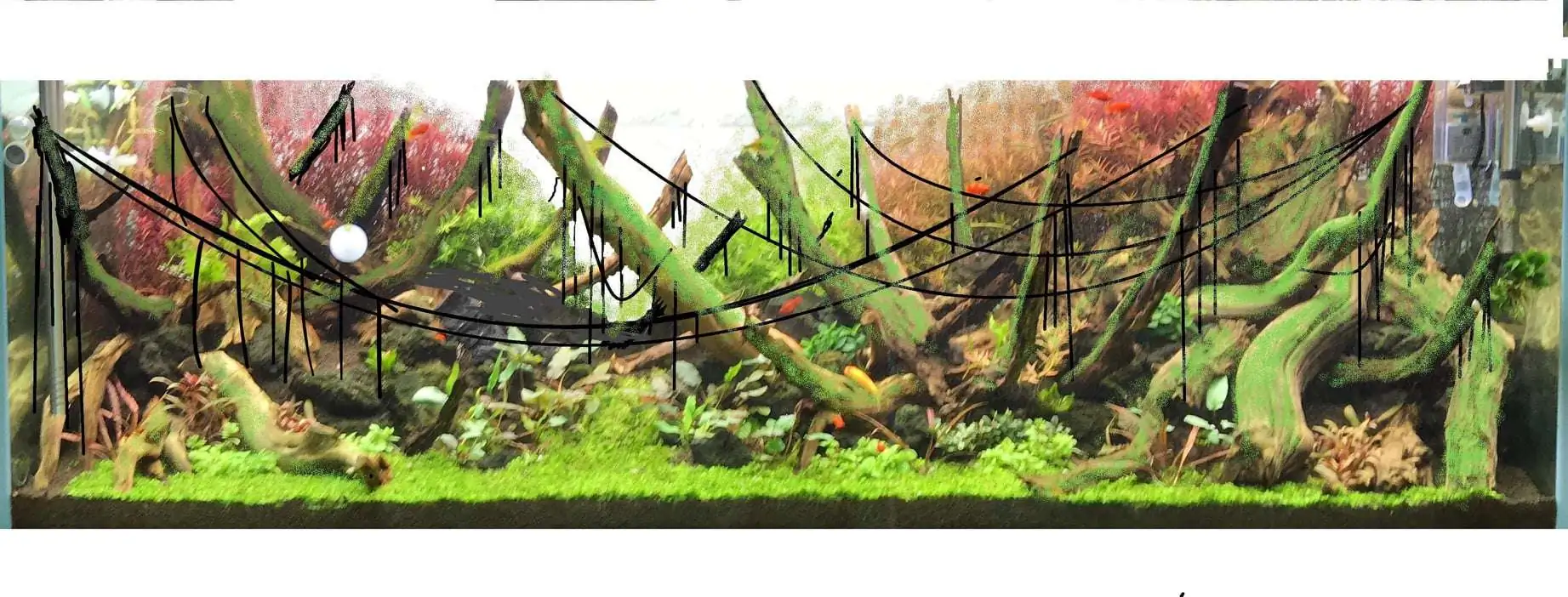 Step by step progression IAPLC 2020 Rank 62 - Embrace the sun