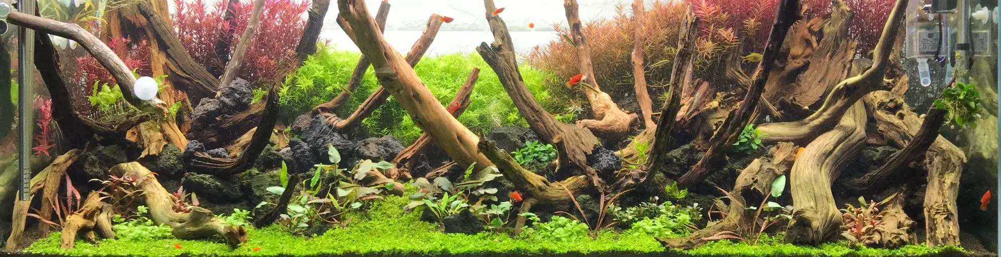 Step by step progression IAPLC 2020 Rank 62 - Embrace the sun