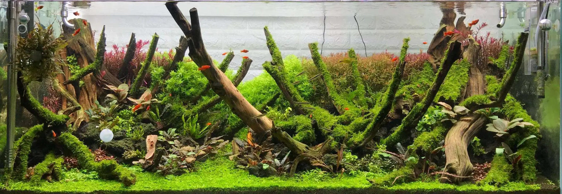 Step by step progression IAPLC 2020 Rank 62 - Embrace the sun