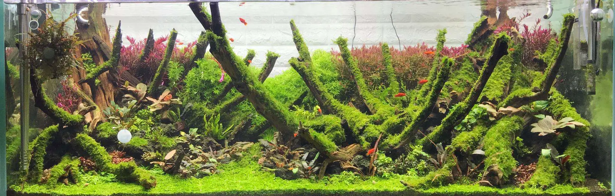 Step by step progression IAPLC 2020 Rank 62 - Embrace the sun