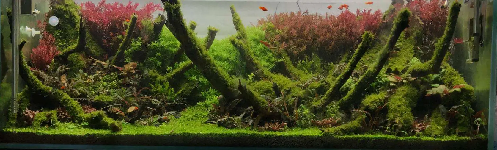 Step by step progression IAPLC 2020 Rank 62 - Embrace the sun