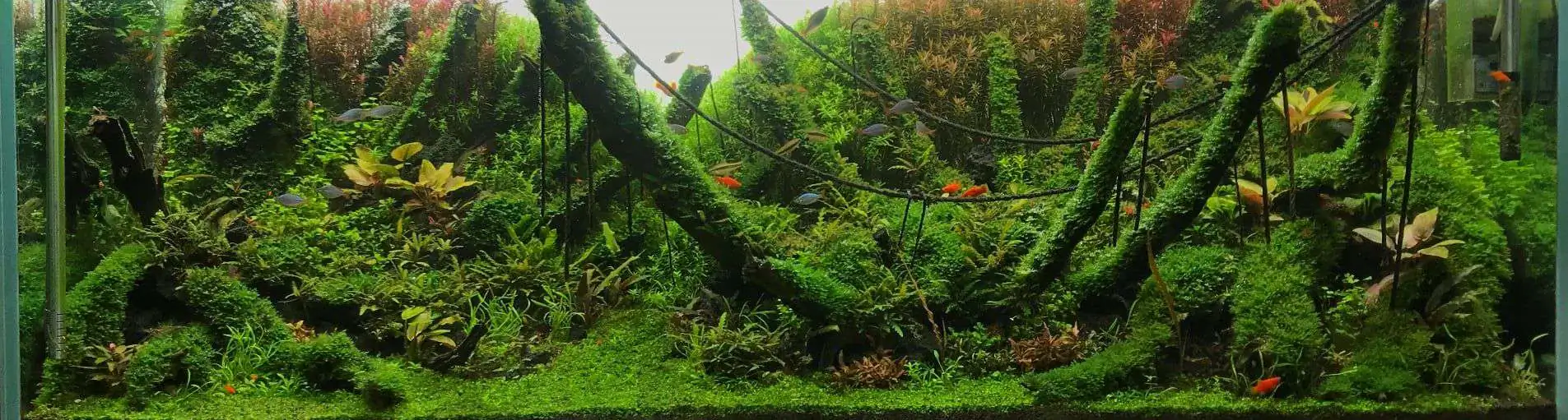 Step by step progression IAPLC 2020 Rank 62 - Embrace the sun