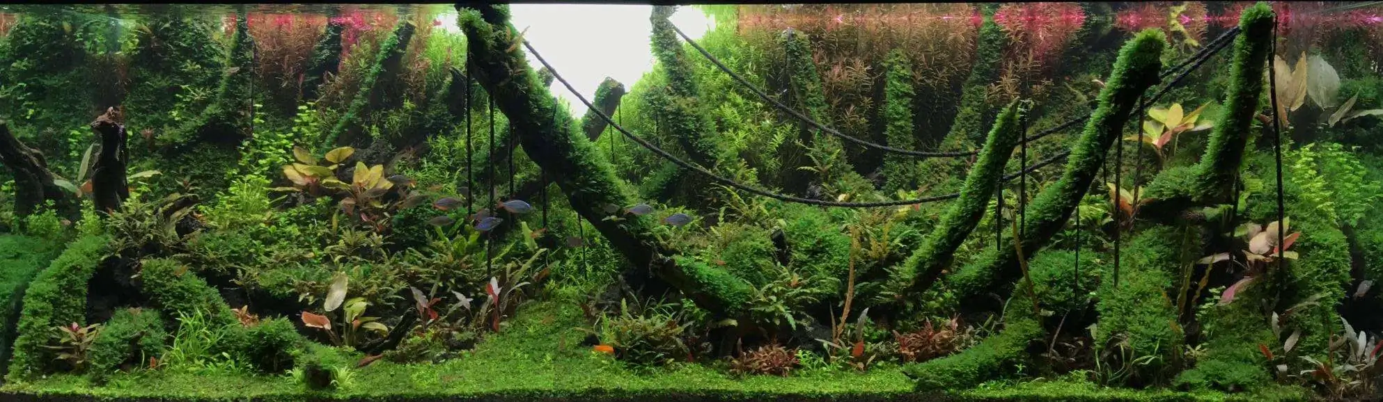 Step by step progression IAPLC 2020 Rank 62 - Embrace the sun