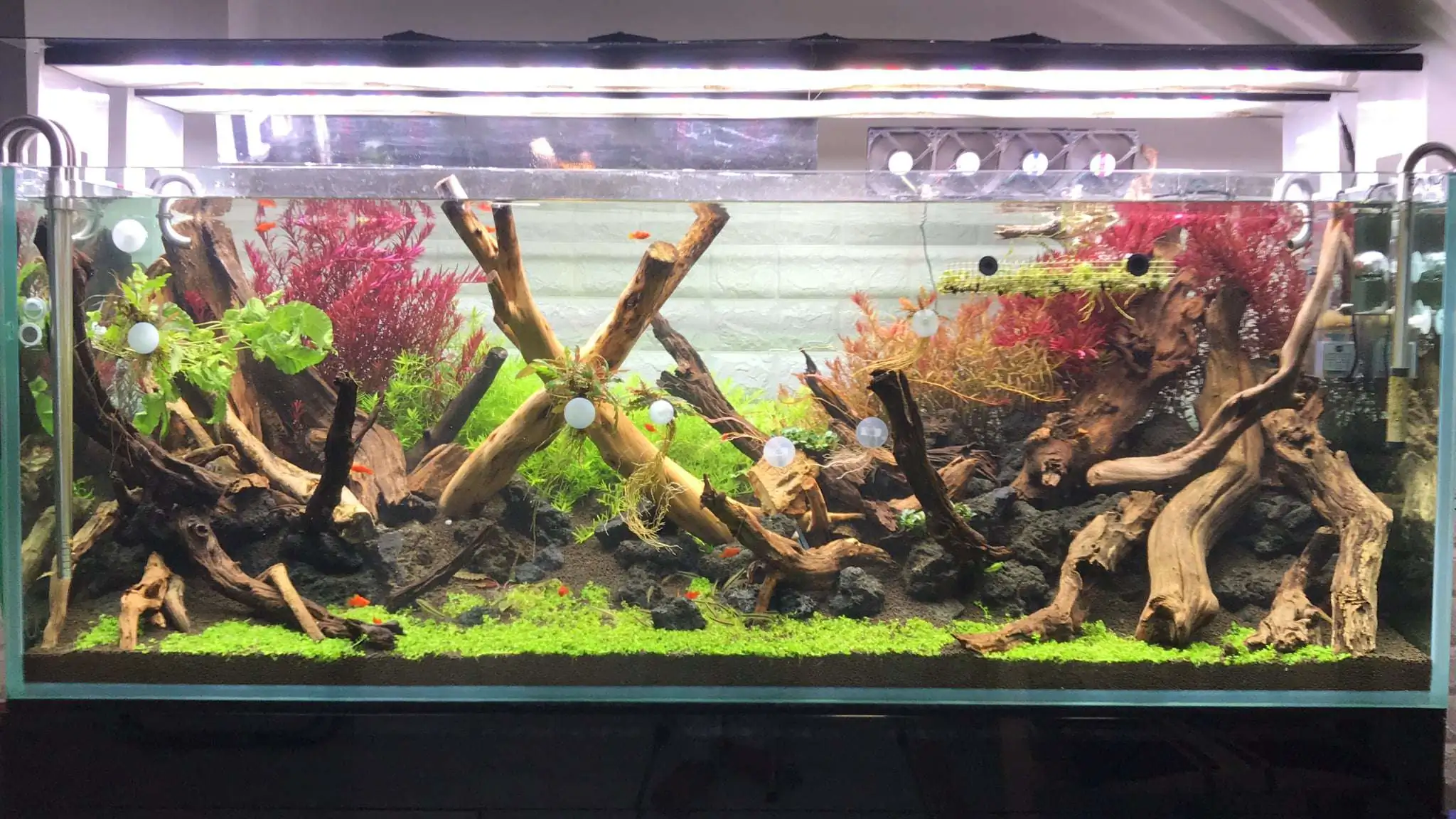 Step by step progression IAPLC 2020 Rank 62 - Embrace the sun