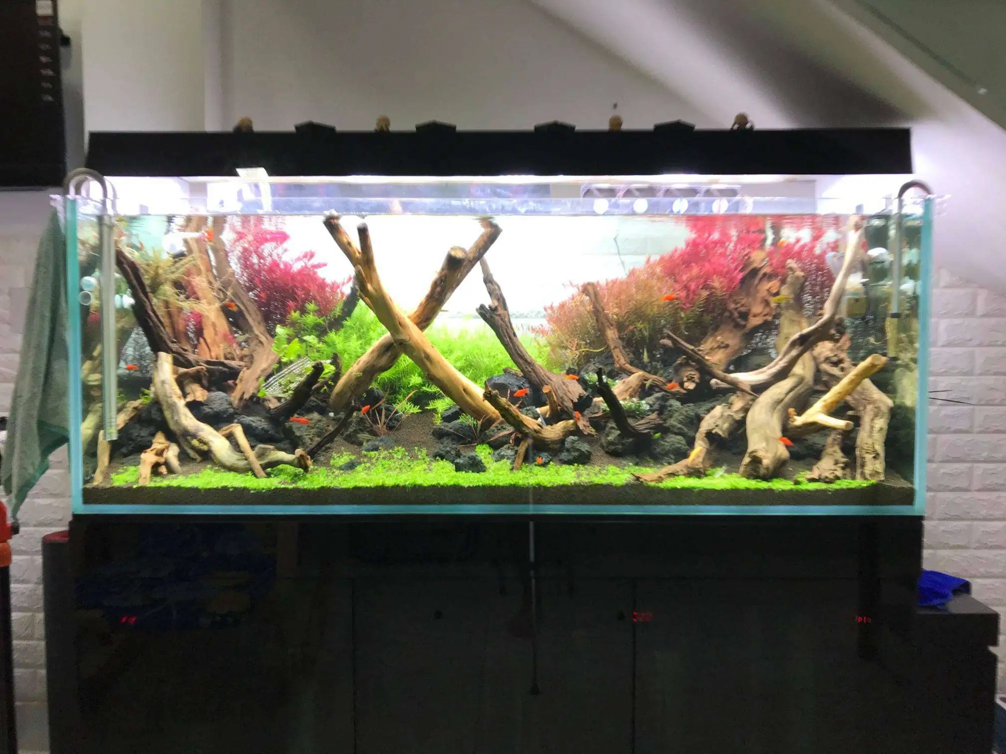 Step by step progression IAPLC 2020 Rank 62 - Embrace the sun