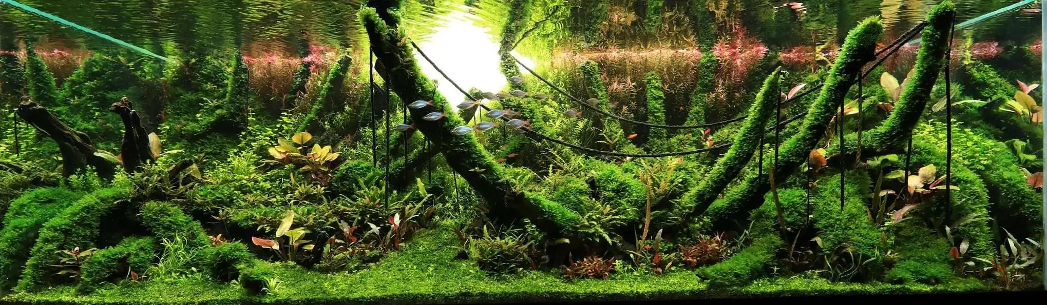 Step by step progression IAPLC 2020 Rank 62 - Embrace the sun