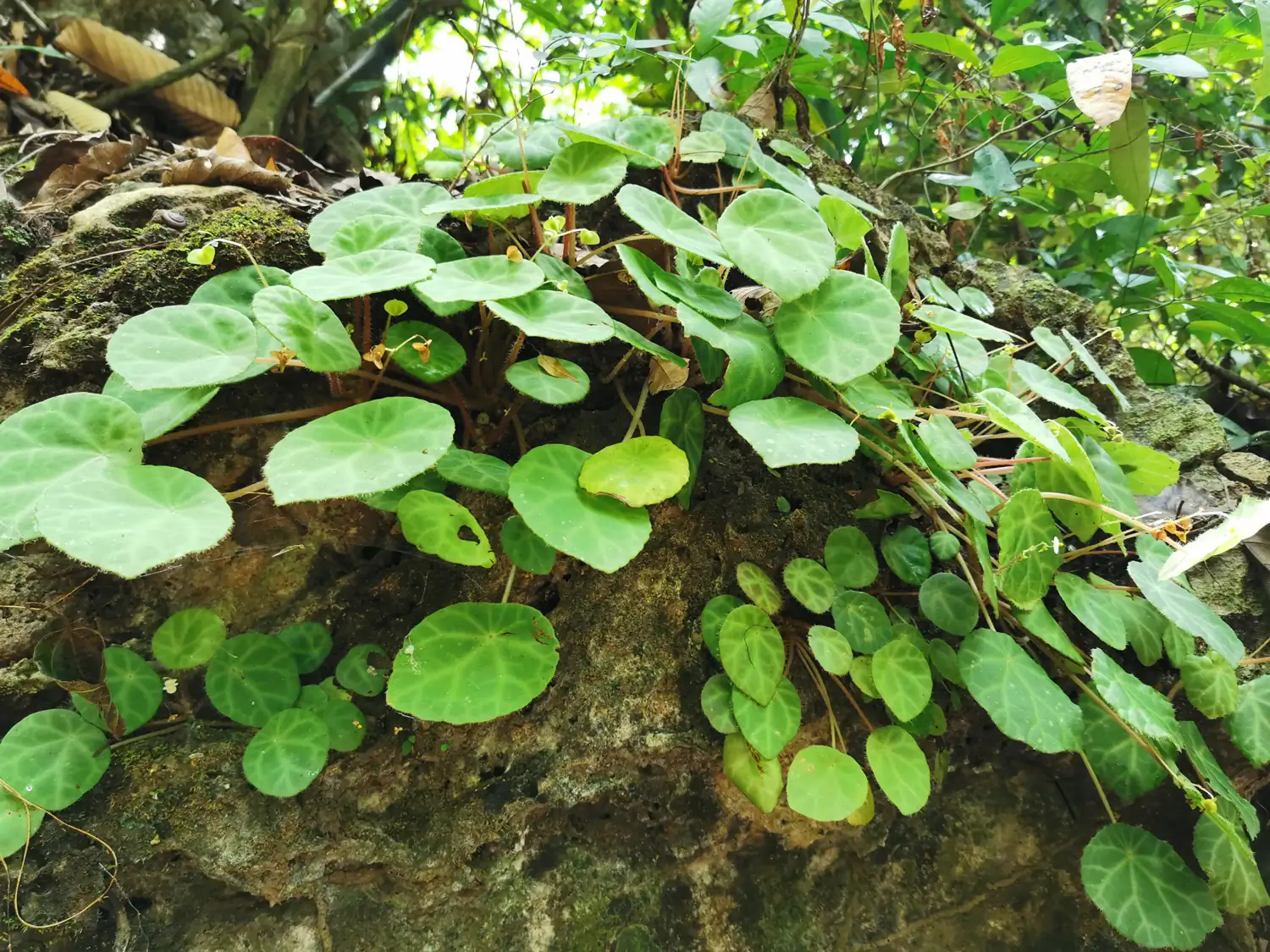 Step by step progression IAPLC 2020 GrandPrize - Eden